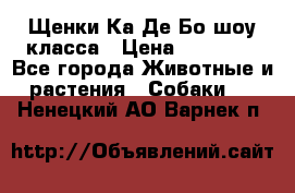 Щенки Ка Де Бо шоу класса › Цена ­ 60 000 - Все города Животные и растения » Собаки   . Ненецкий АО,Варнек п.